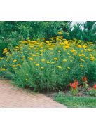 Jószagú cickafark / Achillea filipendulina ’Parker’s Variety