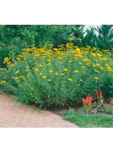   Jószagú cickafark / Achillea filipendulina ’Parker’s Variety