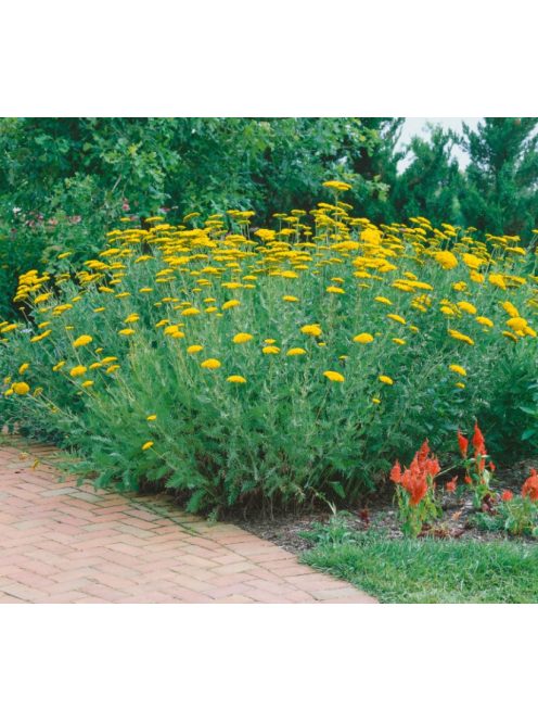 Jószagú cickafark / Achillea filipendulina ’Parker’s Variety