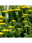 Jószagú cickafark / Achillea filipendulina ’Parker’s Variety