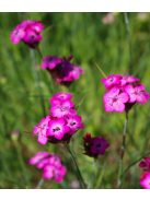 Barátszegfű / Dianthus carthusianorum