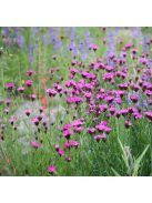 Barátszegfű / Dianthus carthusianorum