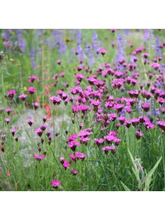 Barátszegfű / Dianthus carthusianorum