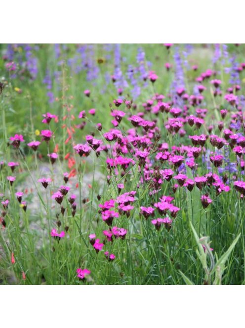 Barátszegfű / Dianthus carthusianorum