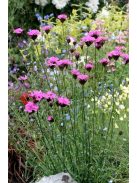 Barátszegfű / Dianthus carthusianorum