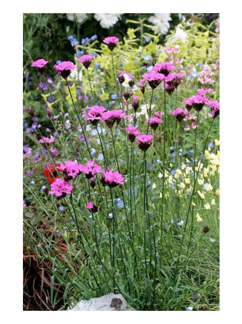 Barátszegfű / Dianthus carthusianorum