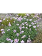 Imola / Centaurea simplicaulis