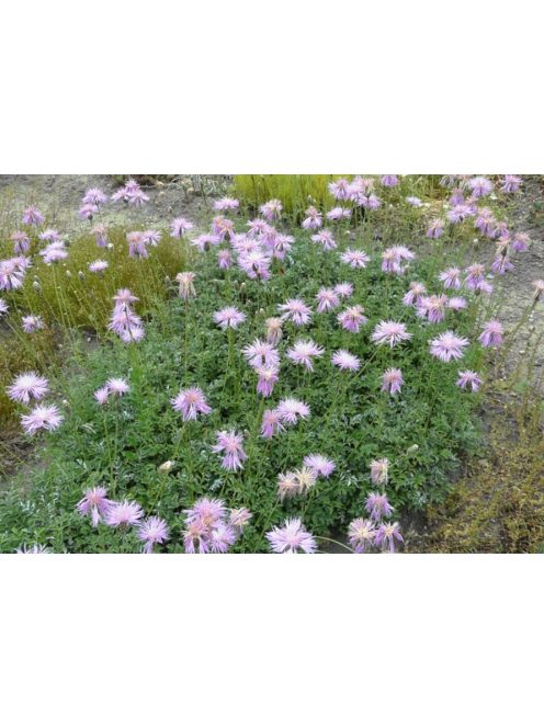 Imola / Centaurea simplicaulis