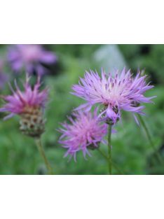 Imola / Centaurea simplicaulis