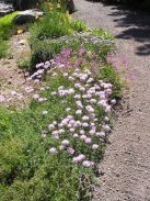 Imola / Centaurea simplicaulis