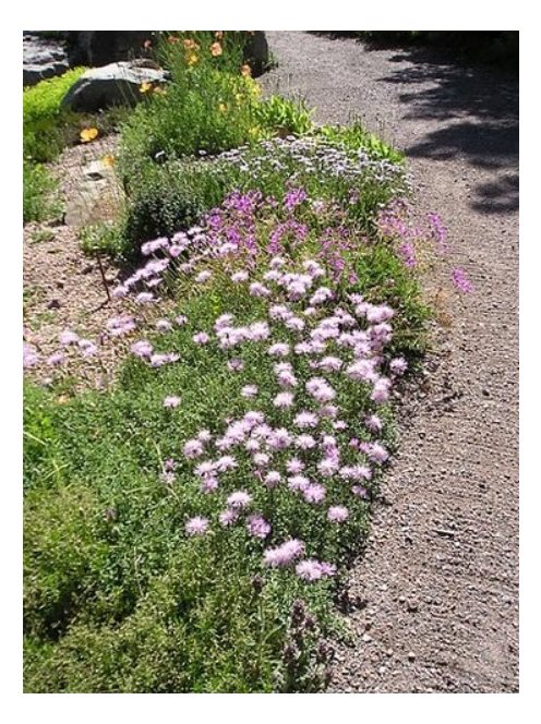Imola / Centaurea simplicaulis