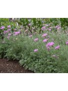 Imola / Centaurea bella