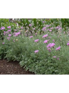 Imola / Centaurea bella