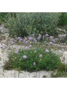 Imola / Centaurea bella