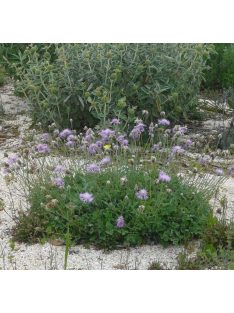 Imola / Centaurea bella