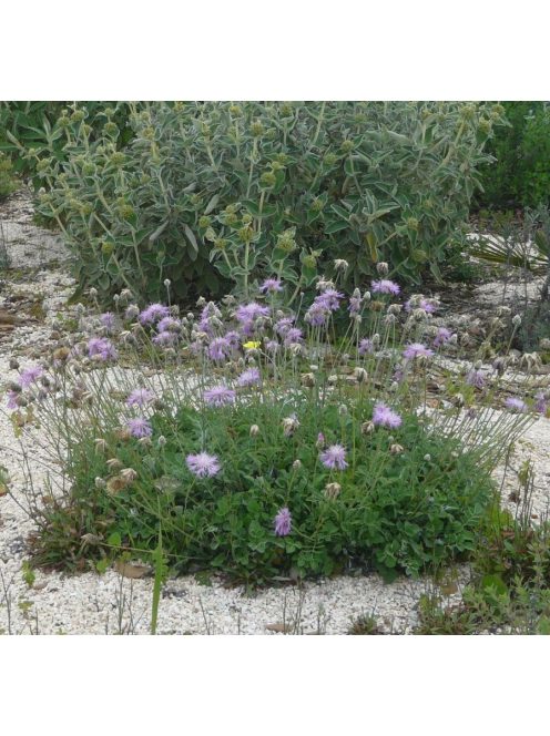 Imola / Centaurea bella