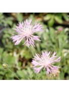 Imola / Centaurea bella