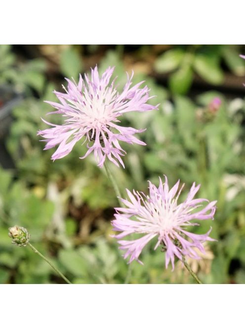 Imola / Centaurea bella