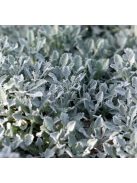 Ernyős cickafark / Achillea umbellata