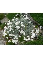 Ernyős cickafark / Achillea umbellata