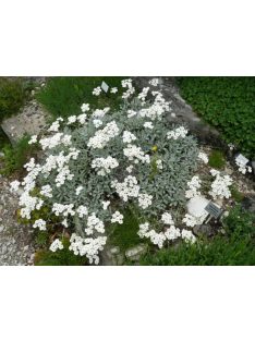 Ernyős cickafark / Achillea umbellata