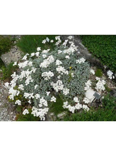 Ernyős cickafark / Achillea umbellata