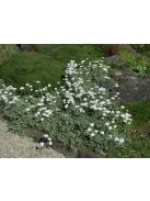 Ernyős cickafark / Achillea umbellata