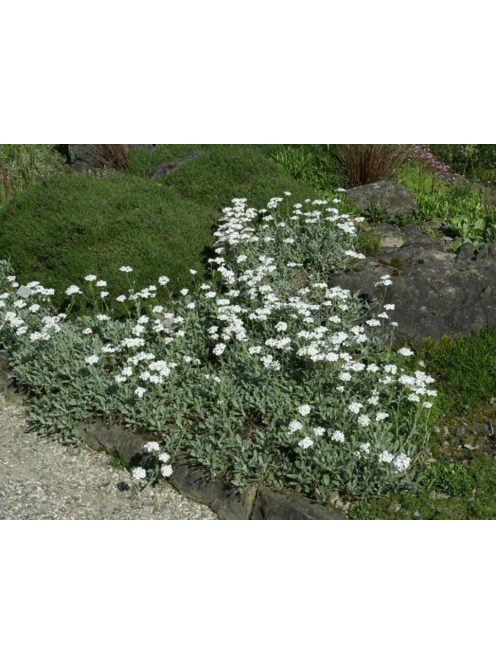Ernyős cickafark / Achillea umbellata