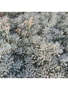 Ernyős cickafark / Achillea umbellata