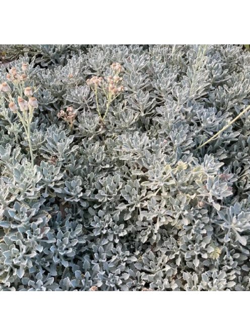 Ernyős cickafark / Achillea umbellata