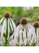 Halvány kasvirág / ECHINACEA pallida ’Hula Dancer