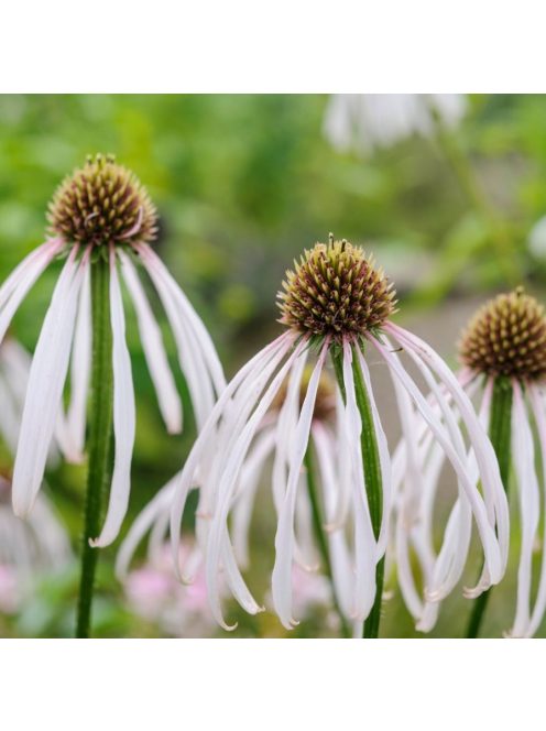 Halvány kasvirág / ECHINACEA pallida ’Hula Dancer