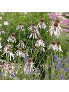Halvány kasvirág / ECHINACEA pallida ’Hula Dancer