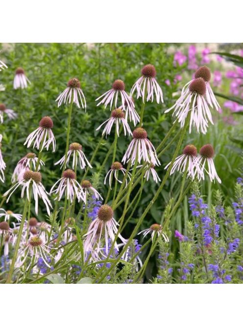 Halvány kasvirág / ECHINACEA pallida ’Hula Dancer