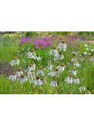 Halvány kasvirág / ECHINACEA pallida ’Hula Dancer