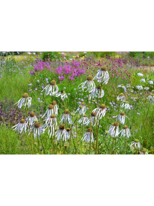 Halvány kasvirág / ECHINACEA pallida ’Hula Dancer