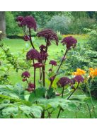 Koreai angyalgyökér / ANGELICA gigas