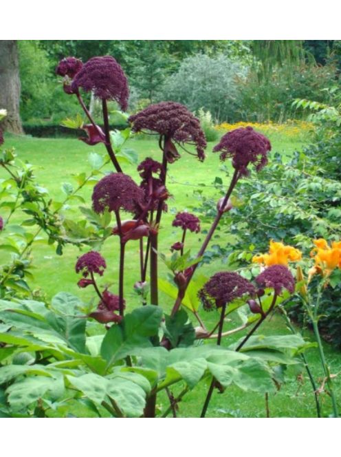 Koreai angyalgyökér / ANGELICA gigas