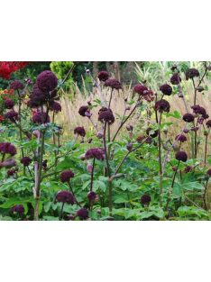 Koreai angyalgyökér / ANGELICA gigas