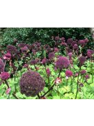 Koreai angyalgyökér / ANGELICA gigas