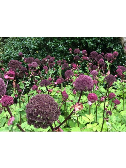Koreai angyalgyökér / ANGELICA gigas