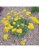 Cickafark / ACHILLEA chrysocoma