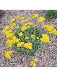 Cickafark / ACHILLEA chrysocoma
