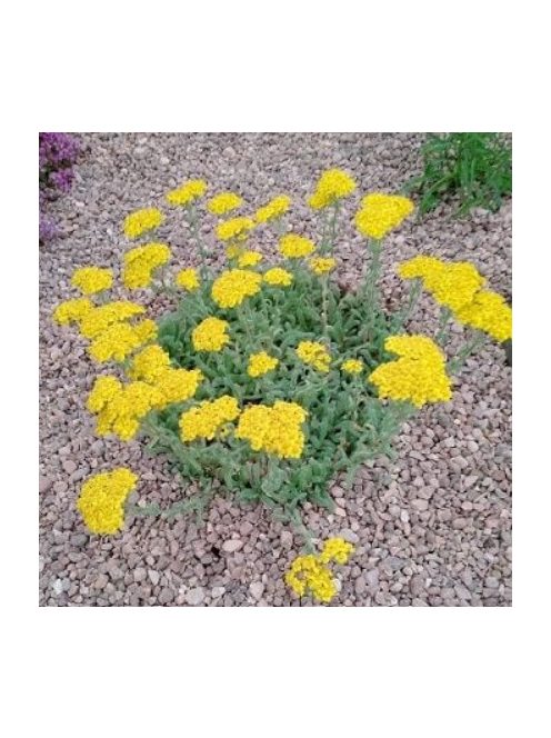 Cickafark / ACHILLEA chrysocoma
