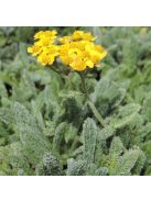 Cickafark / ACHILLEA chrysocoma