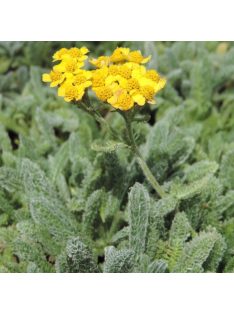 Cickafark / ACHILLEA chrysocoma