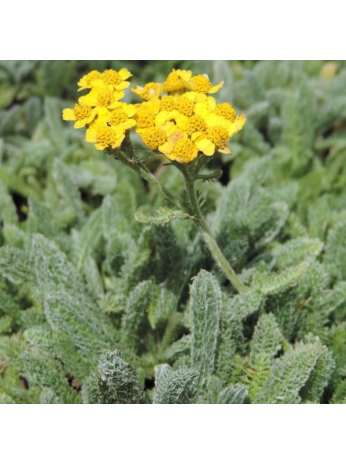 Cickafark / ACHILLEA chrysocoma