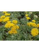 Cickafark / ACHILLEA chrysocoma