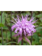 Méhbalzsam / MONARDA fistulosa var. Menthifolia ’Mohikaner