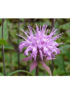   Méhbalzsam / MONARDA fistulosa var. Menthifolia ’Mohikaner